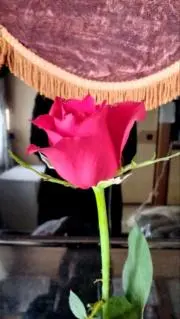 かずぴょんの画像