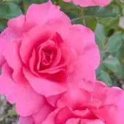 ハナハナ