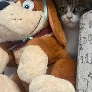 こむぎの画像