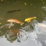 たまごの画像