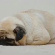 なあすけ