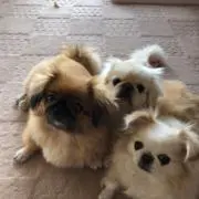まゆげ