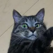 ぴゅーたんの画像
