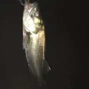 シーバスハンター