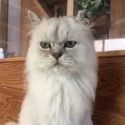 gooの画像