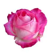pinkROSE♡春物毎日入荷中❗️の画像