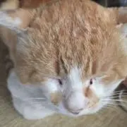 あっちゃん