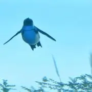 湯豆腐@次回21日（火）以降発送予定の画像