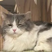 Aの画像