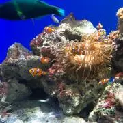 まきの画像