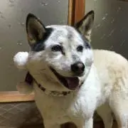 Ikepal