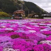 たまの画像
