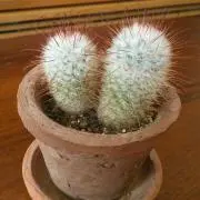 コリコの画像