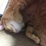 びーとの画像