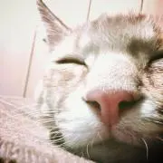 NYAN