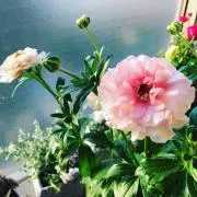 Lily