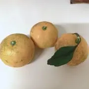 シャルムCの画像