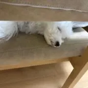 トムソンの画像