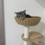 ろぶ