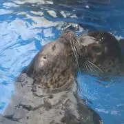 あざらしの画像