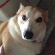 チョコ