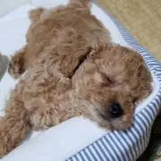 MOCO