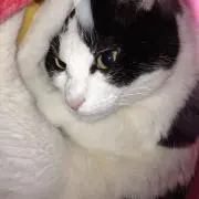 lilyの画像