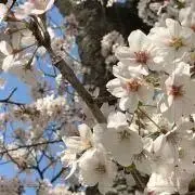 さかの画像