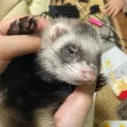 Yuki