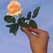 ricoの画像