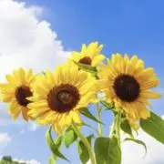 ★即購入大歓迎★の画像