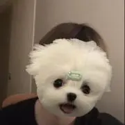 ひめりんごの画像