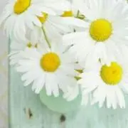 やん * la germination*