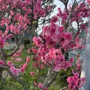 きんこんかんの画像