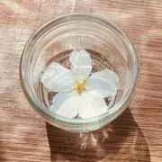 sakuraの画像