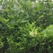 あの画像