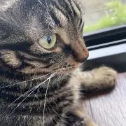 tomの画像