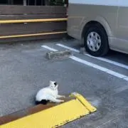 ぴの