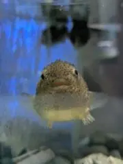 えみりんの画像