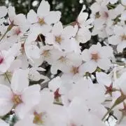 ねどこの画像