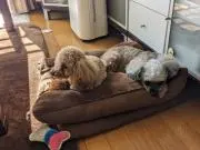 こまちの画像