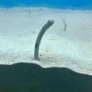 らむねの画像