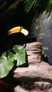 らてぃの画像