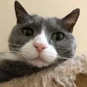 ちゃーちゃ