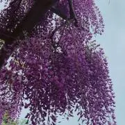 美咲