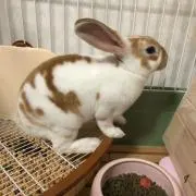 こうめ