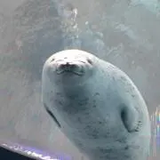 のの☆の画像