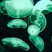 エノグノミドリ