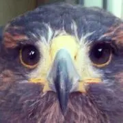 ウナナ