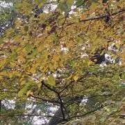sssさんの画像